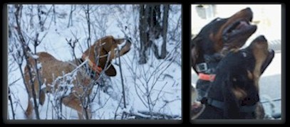 Hunting with dogs in B.C. & Alberta, Canada